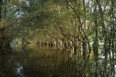 Biljni svijet Kopačkog rita