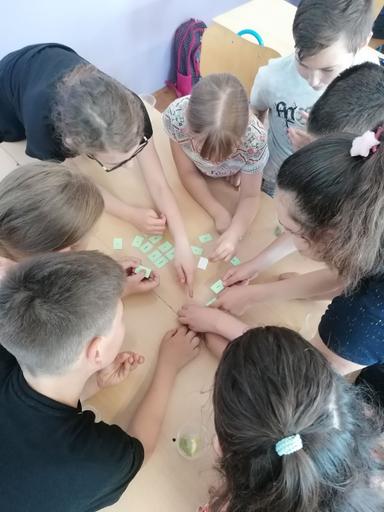 Edible wild plants and herbs/ Jestivo divlje bilje i začinsko bilje