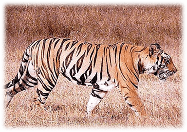 Život životinje _tigar