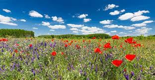 Narječja hrvatskoga jezika