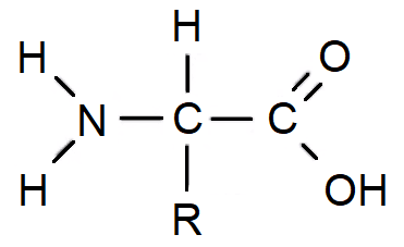 Opća struktura aminokiselina