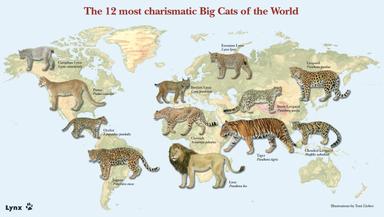 Gdje žive leopardi i druge ,,mačke"?