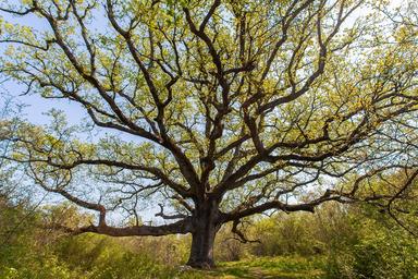 Hrast medunac - Quercus pubescens