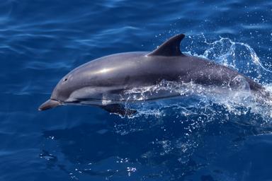 Pisano množenje puzle