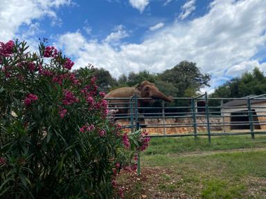 Cjelovito čitanje - Stanari u slonu, Dubravko Horvatić
