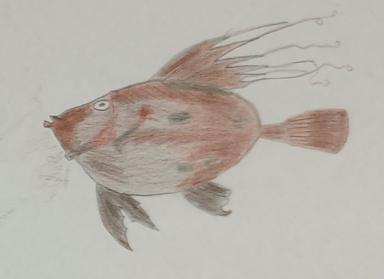 E-knjiga FISH OF THE ADRIATIC SEA 