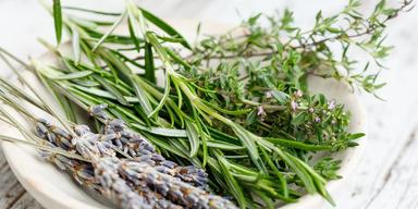 Priroda i društvo, 3. razred - Biljke primorskog kraja