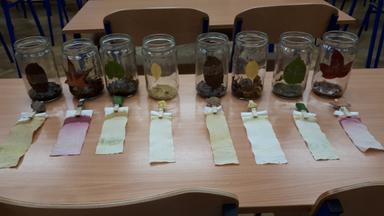 Zašto lišće ujesen mijenja boju?