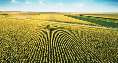 Nizinski zavičaj - ponavljanje