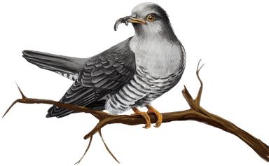 Život ptice kukavice