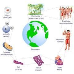 BIOLOGIJA 7 - ŽIVA SU BIĆA SLIČNA, ALI RAZLIČITA