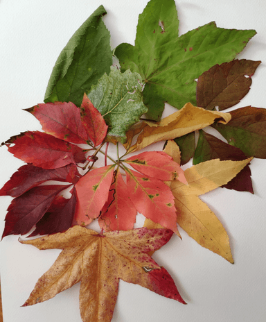 Fotosinteza - sinergija ​
fizikalno-biokemijskih​
procesa 