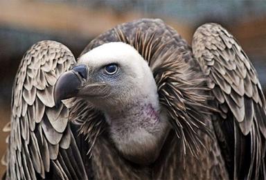 Odredi način ishrane 