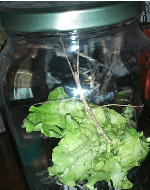 Istraži pojavu mimikrije 