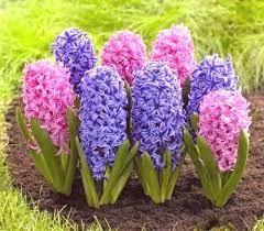 Tehnologija zanimanja - GEOFITI 2