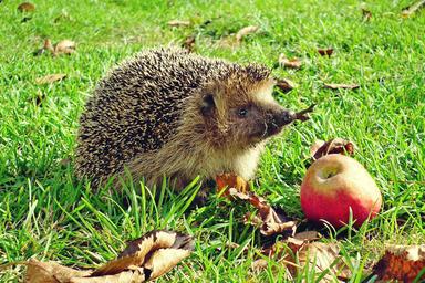 B. Ćopić - Ježeva kućica