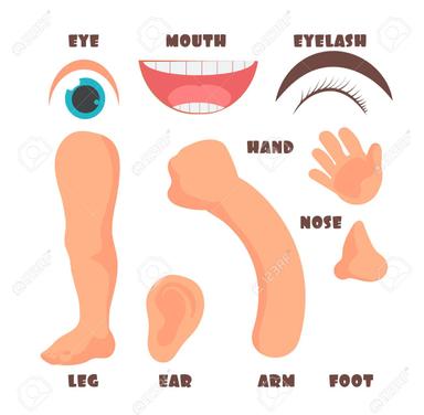 Body parts (flashcards) 