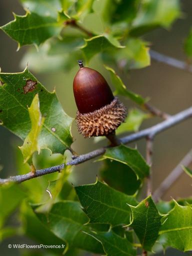 Hrast oštrika - Quercus coccifera