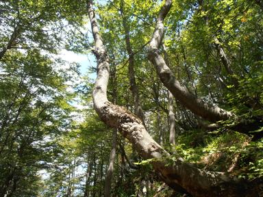 Predplaninska bukova šuma s urezicom