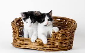 zadaci za provjeru znanja- cjelina Pretraga Weba