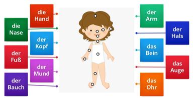 Körperteile