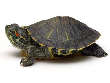 INVAZIJA CRVENOUHIH KORNJAČA