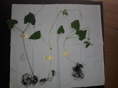 Istraživački rad o Kretanju biljaka