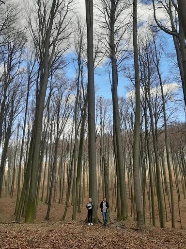 Matematičari mjere visinu stabla