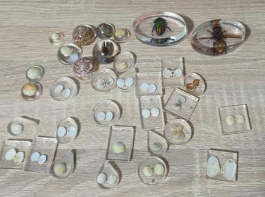 KONZERVIRANJE KUKACA U EPOKSI SMOLI