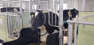 PROBAVA I NASTANAK PLINOVA U SLOŽENOM ŽELUDCU
