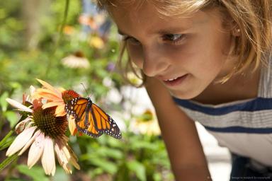 Živi svijet- leptiri 