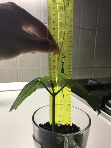 Fizika 8 - Brzina rasta graha