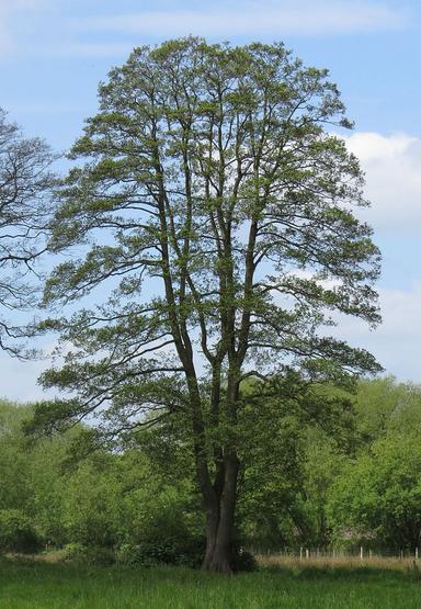 Crna joha - Alnus glutinosa