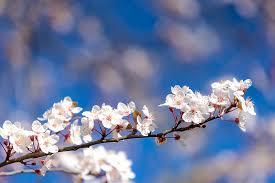 Filmska družina 6 (inojezičari)