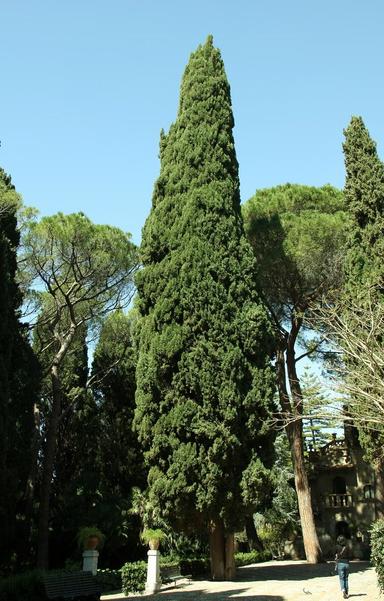 Obični čempres - Cupressus sempervirens