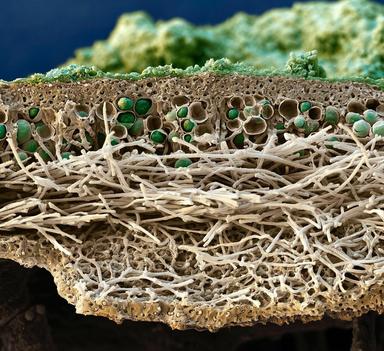 JE LI ZRAK  U NAŠICAMA ČIST
LIŠAJEVI POKAZATELJI ONEČIŠĆENJA ZRAKA 