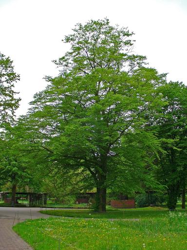 Obični grab - Carpinus betulus