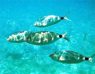 Interaktivni  didaktički materijal za učenike s teškoćama u razvoju - MORE I MORSKE ŽIVOTINJE