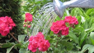 Uzgojne mjere u cvjećarstvu