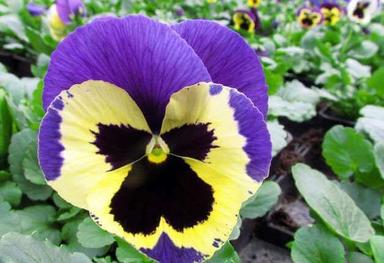 Dvogodišnje cvijeće