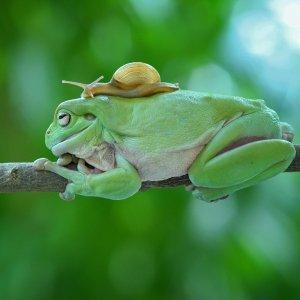 Puževi, žabe i kornjače