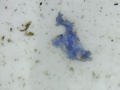 Mikroplastika u moru