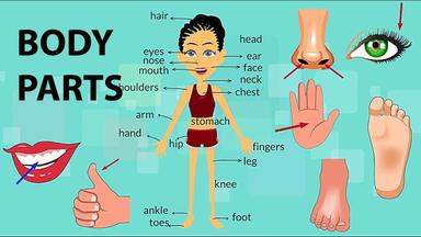 Body parts (anagram) 