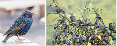 Locirajte prenoćište čvoraka