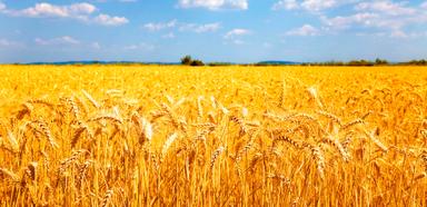 Gospodarstvo nizinskih krajeva Republike Hrvatske