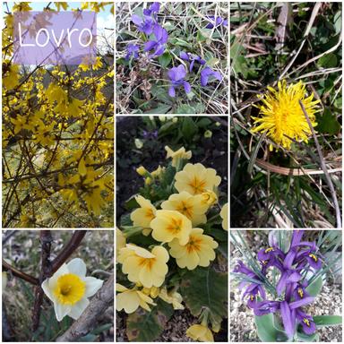 Proljetnice - proljeće u zavičaju