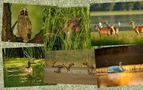 Kopnene životinje Kopačkog rita