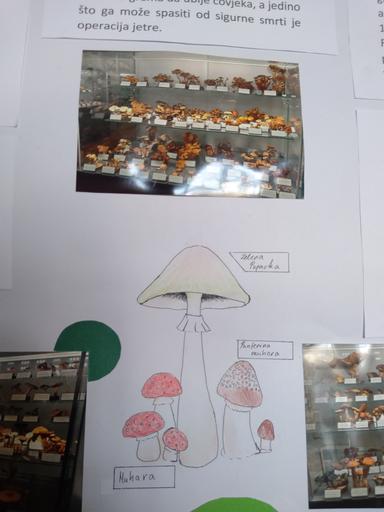 Što sve možeš saznati u Muzeju gljiva