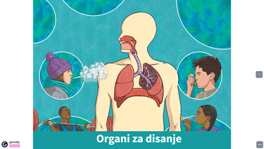 Organi za disanje