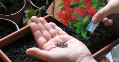 Razmnožavanje cvijeća